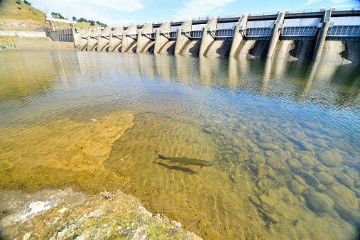 Folsom, California, USA - March 30, 2015: A lone steelhead drifts languidly through the shallow water of Nimbus Dam. Normally this time of year this hydroelectric dam on the American River above Sacramento is busy releasing snow melt from the Sierras. California, now in its fourth year of drought, is seeing no end in sight and a continued lack of water threatens fisheries and wildlife.
