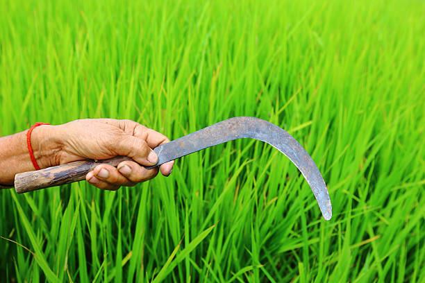 istock native uttrakhand cutter for farming in the fields 469858201