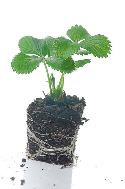 istock Baby Plant Strawberry 469858466
