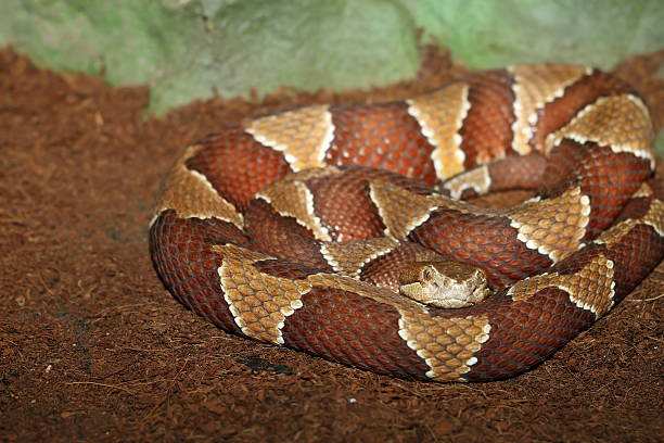 サザン コッパー ヘッド - rattlesnake snake nature animals and pets ストックフォトと画像