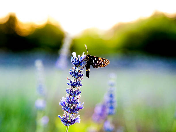 Early morning in the lavender field stock photo