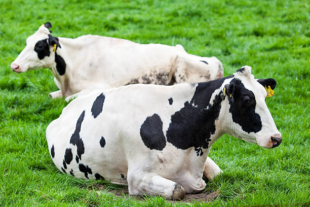istock Calves on the field 469859327