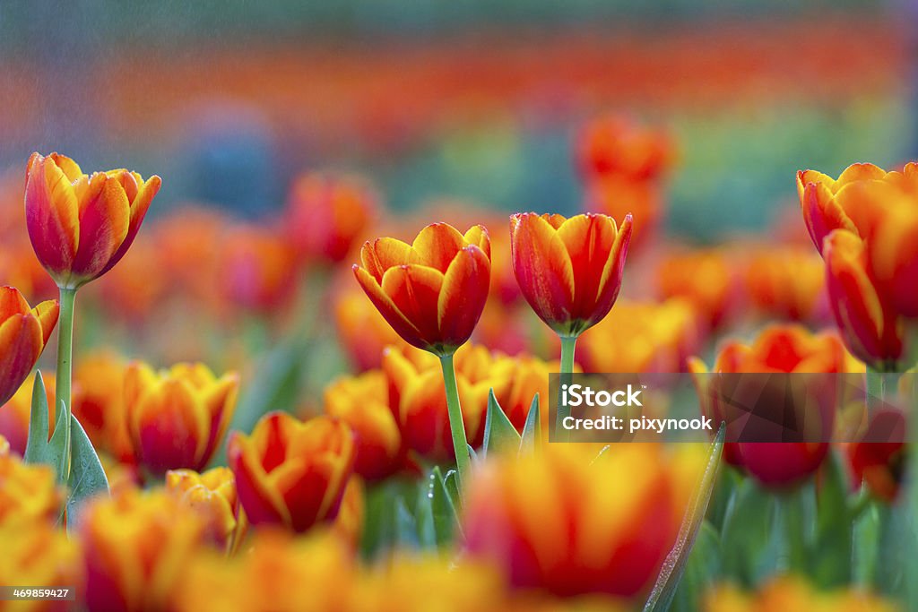 Close-up of red and yellow tulips Flowers are blooming on the field Agricultural Field Stock Photo