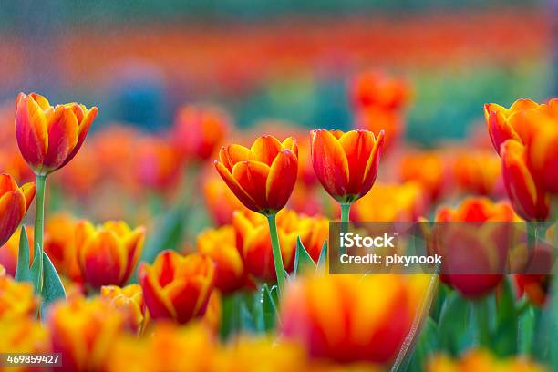 Closeup Of Red And Yellow Tulips Stock Photo - Download Image Now - Agricultural Field, Anniversary, Backgrounds