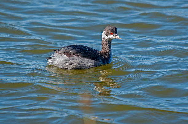 istock Little greb.Podiceps nigricollis 469860884