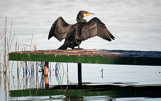 istock Great Cormorant/Black Shag,(Phalacrocorax Carbo) 469861560