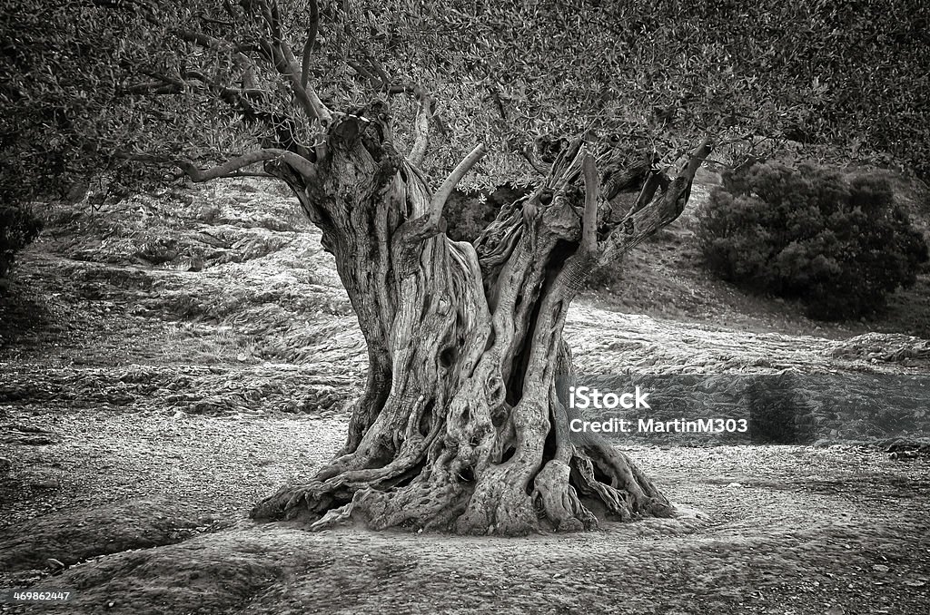 Old olive tree trunk, roots and branches Old olive tree trunk, roots and branches, monochrome vintage Root Stock Photo