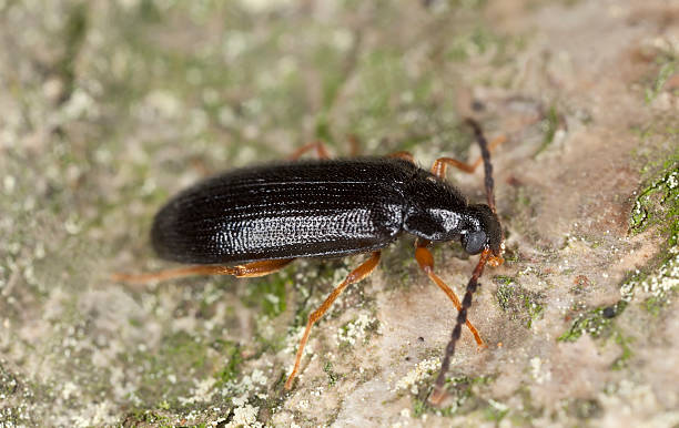 istock Mycetochara linearis on wood 469862763