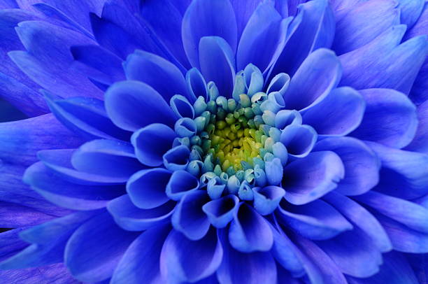 istock Macro of blue aster flower 469864281