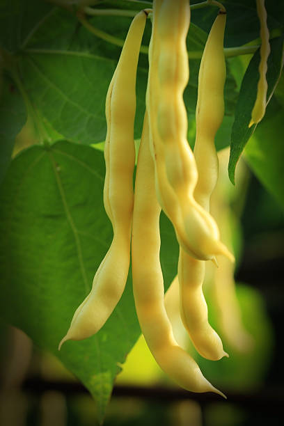 Yellow Wax Snap Beans Growing yellow Wax Snap Beans runner bean stock pictures, royalty-free photos & images