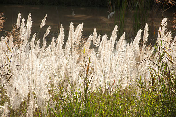 istock Feathery grass background outdoor nature. 469864305