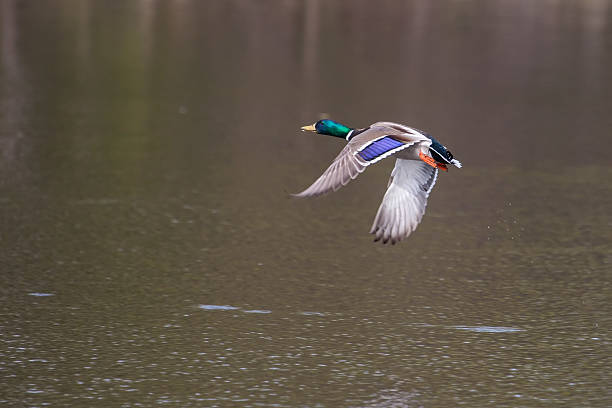 istock Male Mallard in flight 469864349