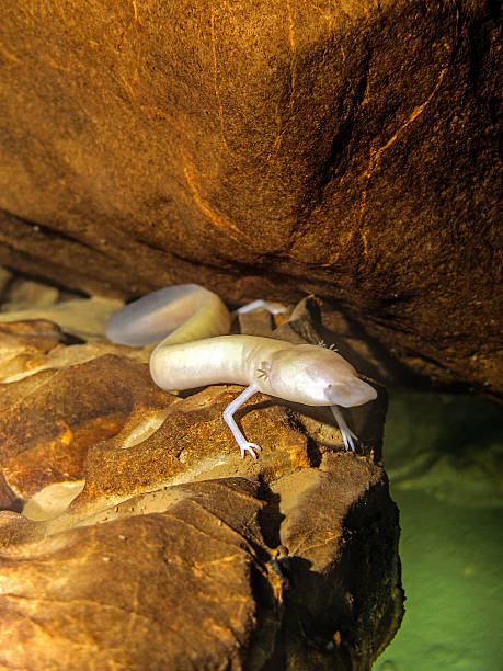 Olm in flooded cave Olm, proteus (Proteus anguinus). proteus anguinus stock pictures, royalty-free photos & images