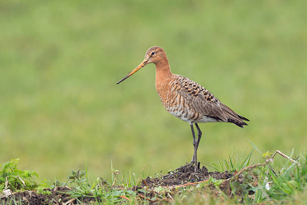 istock Black tailed Godwit in the meadow on a hill. 469865060