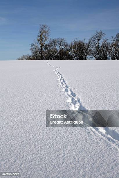 Faixas De Animal - Fotografias de stock e mais imagens de A nevar - A nevar, Alemanha, Allgau