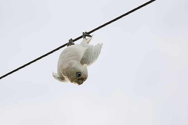 istock Corella Cockatoo at play 469867858