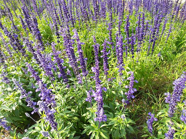 istock purple salvia flowers 469868085
