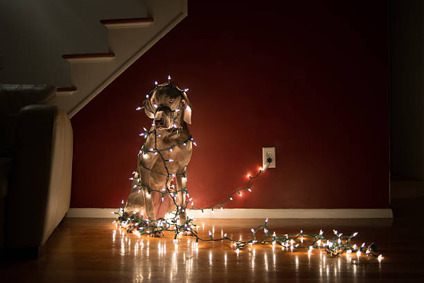 Dog Tangled in Christmas Lights Weimaraner dog in living room tangled up in Christmas lights. weimaraner dog animal domestic animals stock pictures, royalty-free photos & images