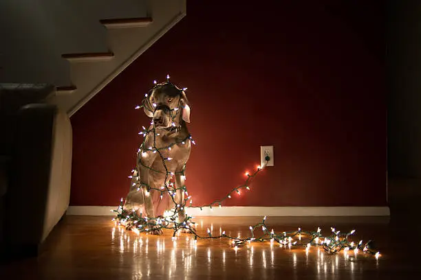 Weimaraner dog in living room tangled up in Christmas lights.