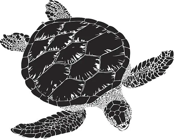 Vector illustration of Hawksbill sea turtle illustration in black lines