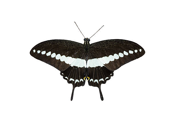 istock Isolated Banded swallowtail butterfly (Papilio demolion) 469869014
