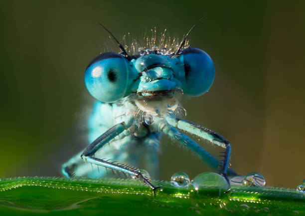 стрекоза в утренняя роса - dragonfly стоковые фото и изображения