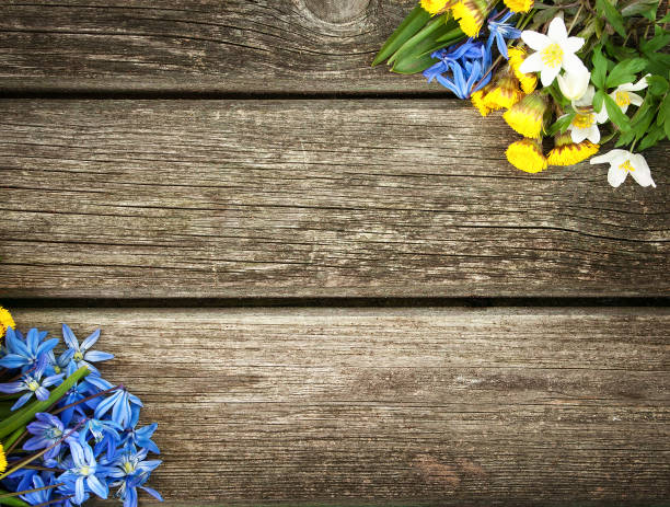 istock flowers on wooden background 469869312