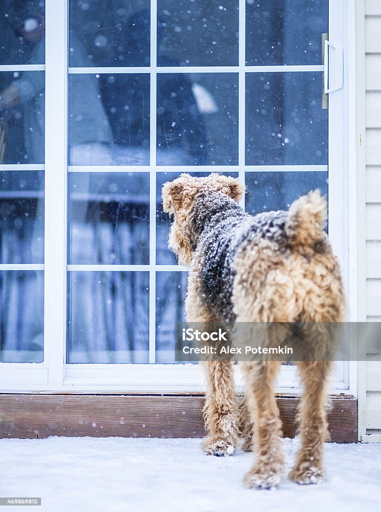 Airedale terrier cane sotto la nevicata alla scrivania - Foto stock royalty-free di Giardino domestico