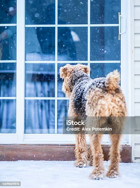 Airedale Terrier Cane Sotto La Nevicata Alla Scrivania - Fotografie stock e altre immagini di Giardino domestico