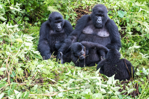 Group of Mountain Gorillas Rwanda is resting together 