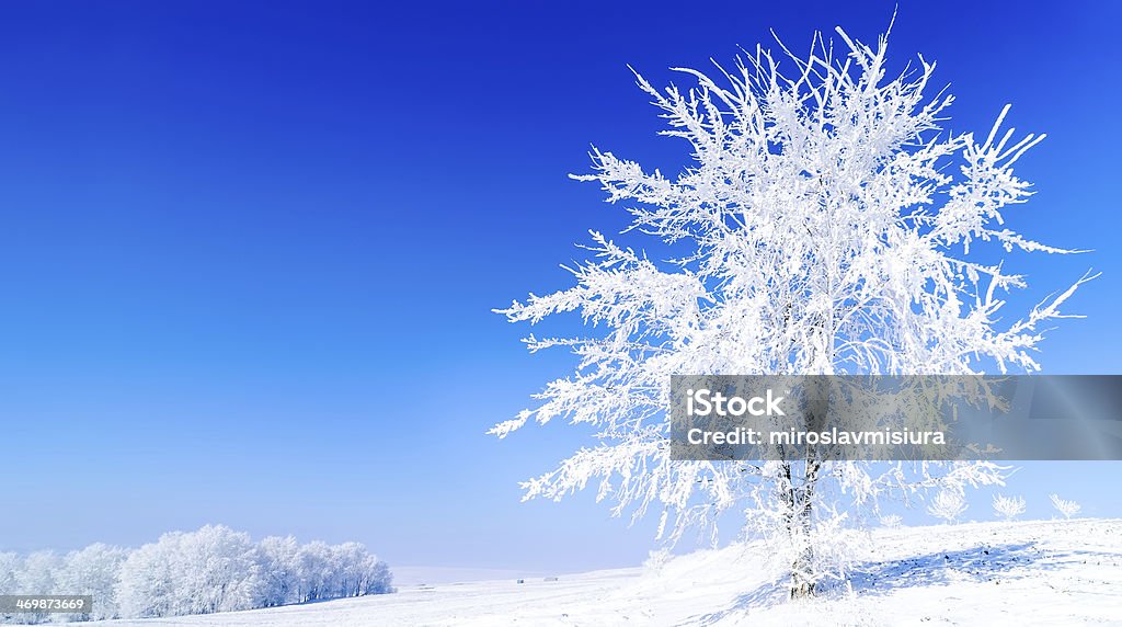 Schnee tree - Lizenzfrei Arktis Stock-Foto