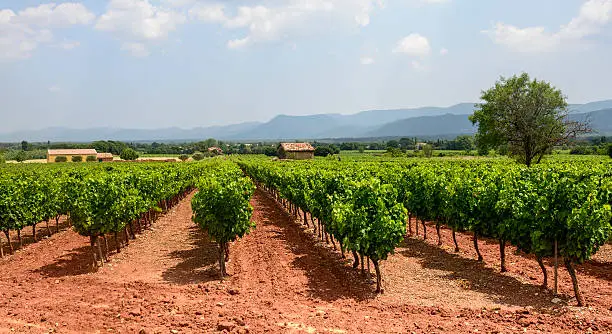 Landscape with vineyard in Var (Provence-Alpes-Cote d'Azur, France) at summer