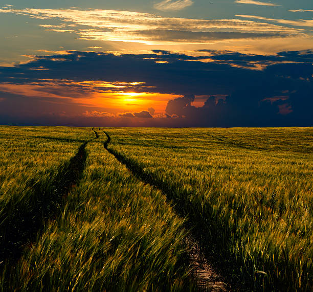 in the fields