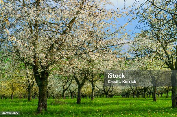 Blühende Kirschbäume Stockfoto und mehr Bilder von April - April, Ast - Pflanzenbestandteil, Baum