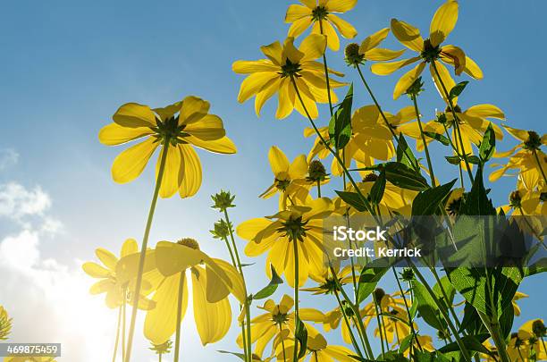 Blackeyed Susan Blumen Stockfoto und mehr Bilder von Auge - Auge, Baumblüte, Blatt - Pflanzenbestandteile