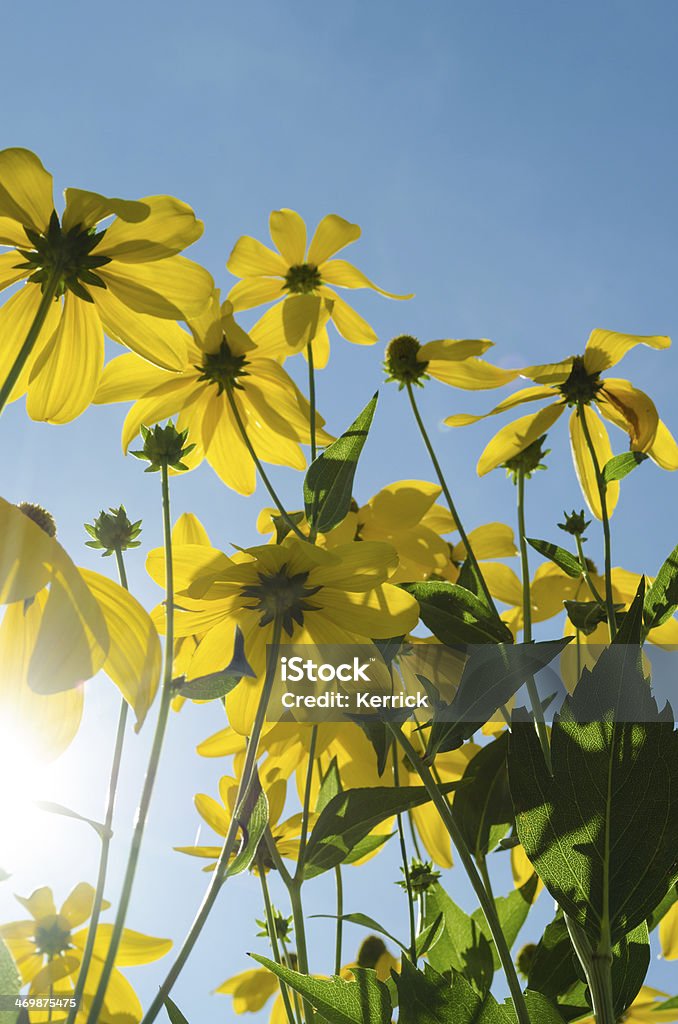 Black-eyed Susan Blumen - Lizenzfrei Auge Stock-Foto