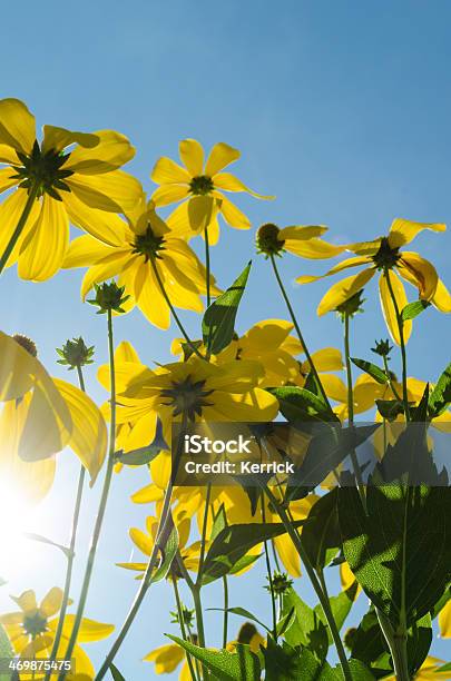 Blackeyed Susan Blumen Stockfoto und mehr Bilder von Auge - Auge, Baumblüte, Blatt - Pflanzenbestandteile