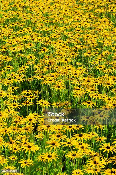 Blackeyed Susan Blumen Stockfoto und mehr Bilder von Feld - Feld, Blume, Gelb