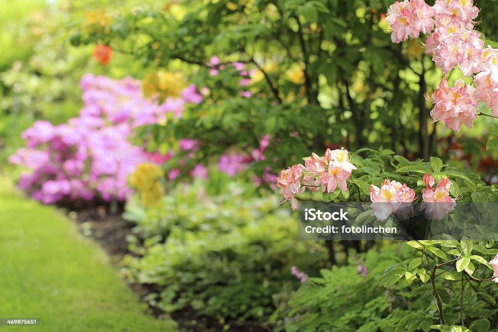 Garten im Frühling - Lizenzfrei Azalee Stock-Foto