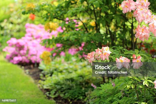 Garten Im Frühling Stockfoto und mehr Bilder von Azalee - Azalee, Baumblüte, Blatt - Pflanzenbestandteile