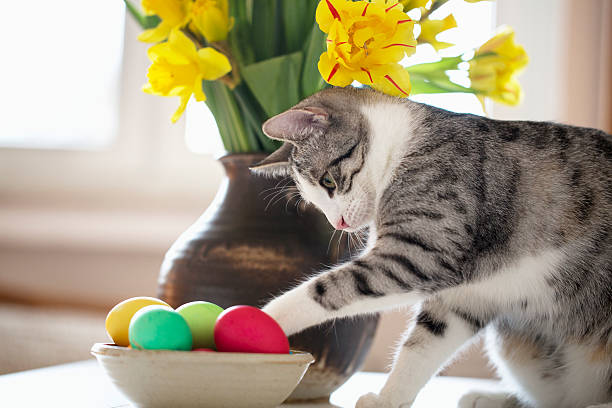 piccolo gatto e uova di pasqua su un tavolo - breakfast easter yellow easter egg foto e immagini stock