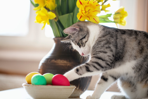 Little six months old tabby cat touching easter eggs in a bowl