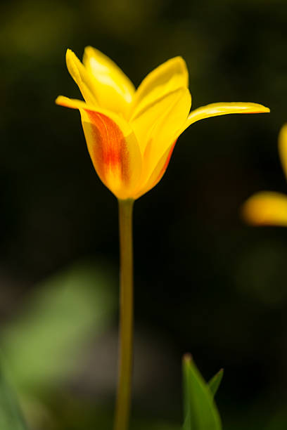 istock Standing Tall In The Garden 469876567