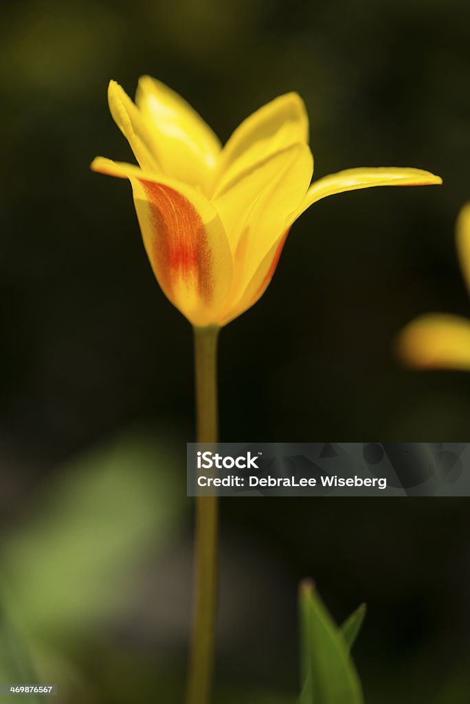 Standing Tall In The Garden A macro capture of a blooming yellow and red spring tulip with a dark background. Beauty In Nature Stock Photo