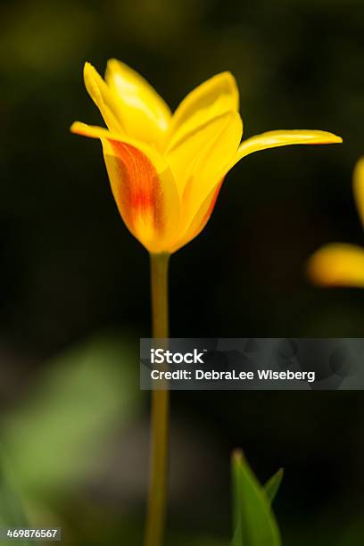 Standing Tall In The Garden Stock Photo - Download Image Now - Beauty In Nature, Botany, Close-up