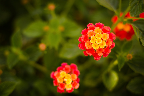 A red, yellow, and orange Dallas Red Lantana flower, found mostly in the desert Southwest United States. Drought hardy summer plants and flowers. Bright colors, lots of copy space.