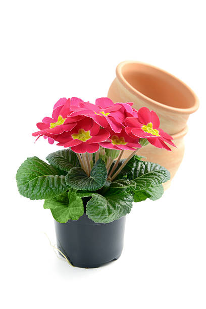 istock pink  primrose in flower pot 469878887