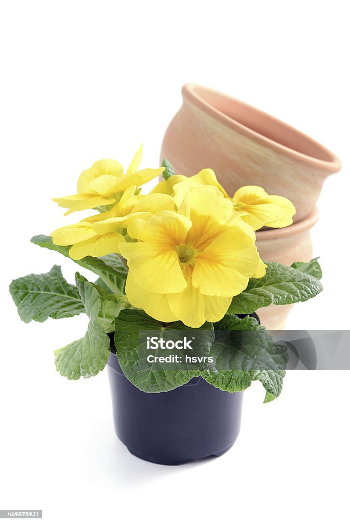 yellow primrose in flower pot yellow primroses in black flower pot on isolated background. springtime. two terracotta flower pots in background Blossom Stock Photo