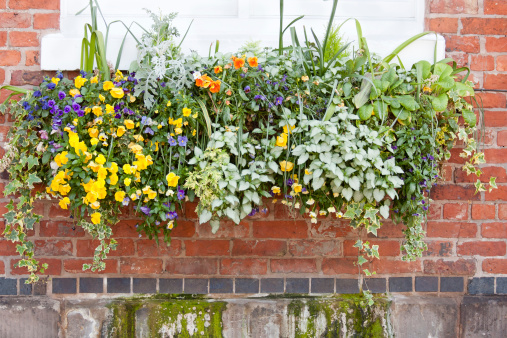 Large window box packed with spring flowers and greenery.