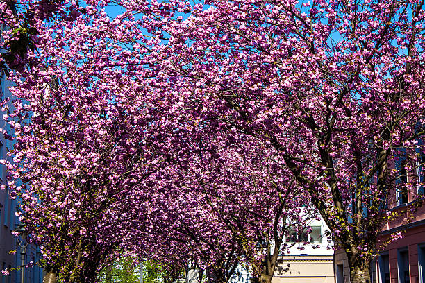 istock Rows of cherry blossom trees 469883283